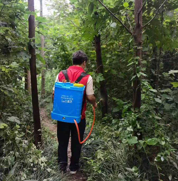 园林树木白蚁防治